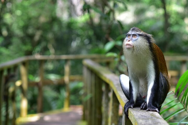 Lekki Conservation Centre: Lagos’ Nature Escape & Canopy Walk Adventure