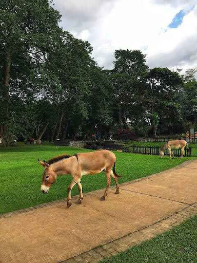 Why Agodi Gardens Remains Ibadan’s Best-Kept Nature Escape in 2025