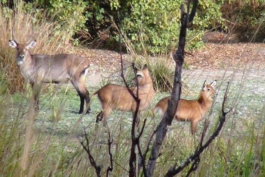 waterbucks-in-the-reserve